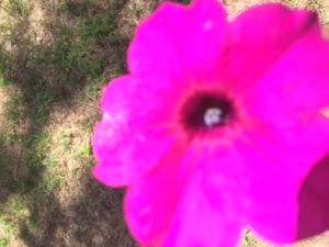 blurry picture of pink flower