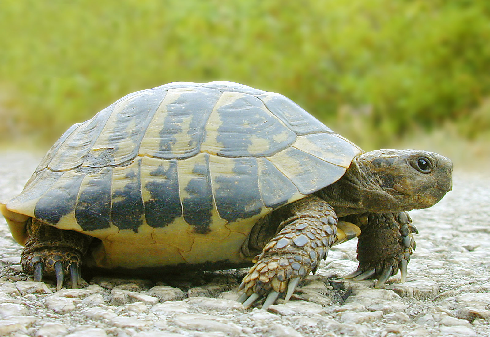 Green turtle with grass in background